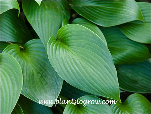 Hosta Canadian Shield